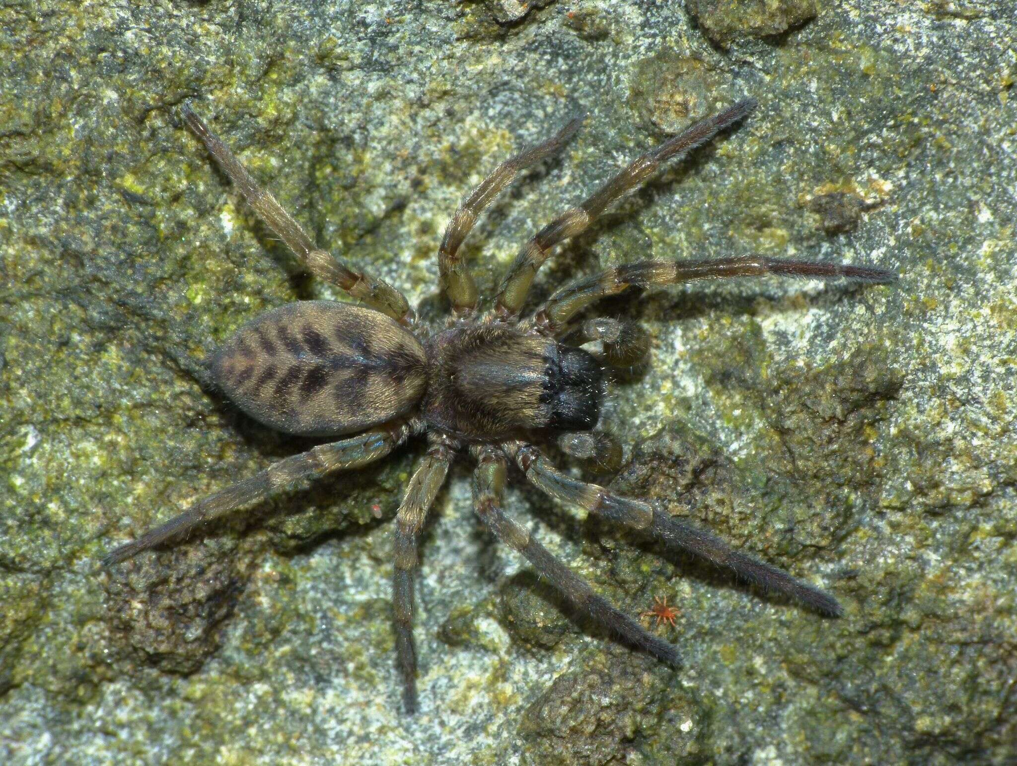 Image of Amaurobioides maritima O. Pickard-Cambridge 1883