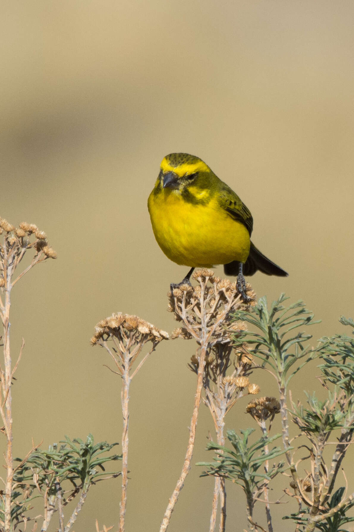 Image of Yellow Canary