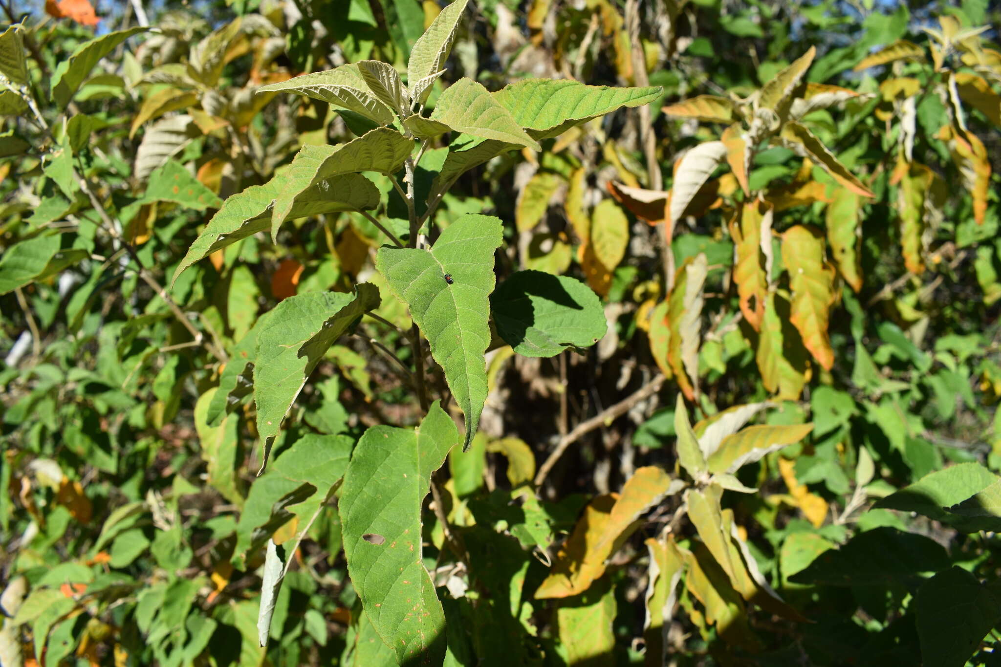 Image de Croton sonorae Torr.