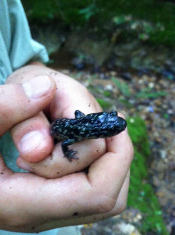 Image of White-spotted Slimy Salamander