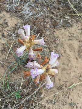 Image of Phelipanche arenaria (Borkh.) Pomel