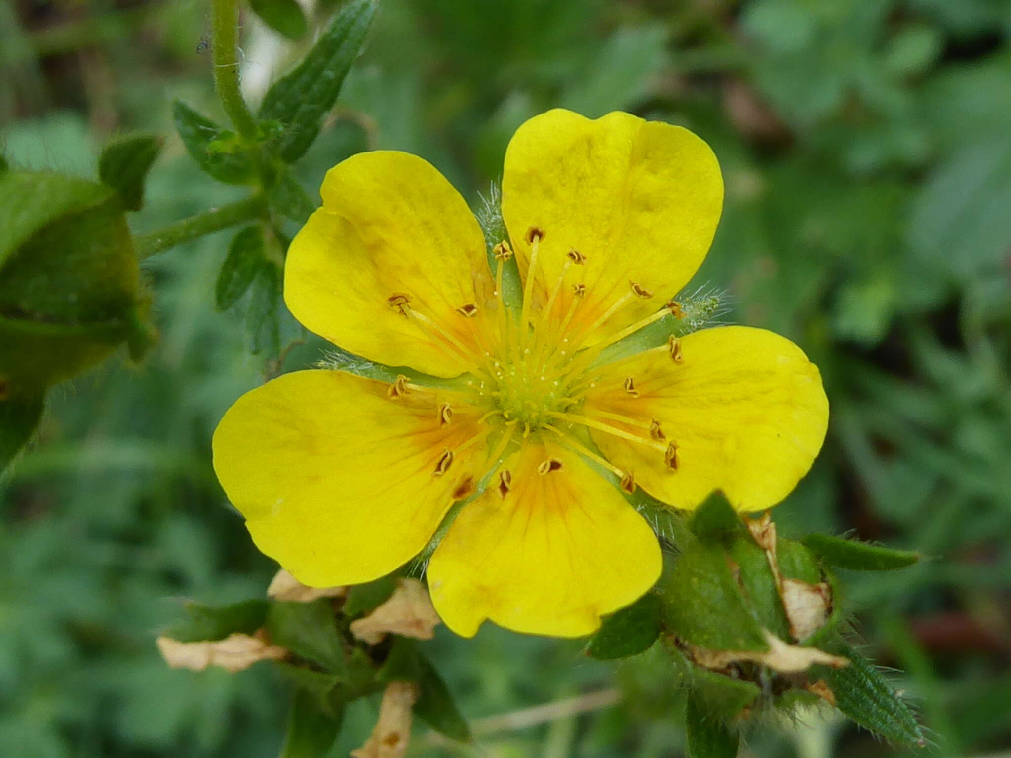 Imagem de Potentilla pyrenaica Ramond ex DC.