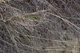 Image of Muehlenbeckia ephedroides Hook. fil.
