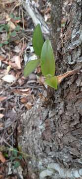 Image of Ironbark orchid