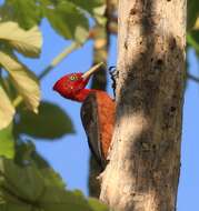 Image of Red-necked Woodpecker