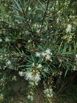 Image of Myrceugenia lanceolata (Juss. ex Jaume St.-Hil.) Kausel