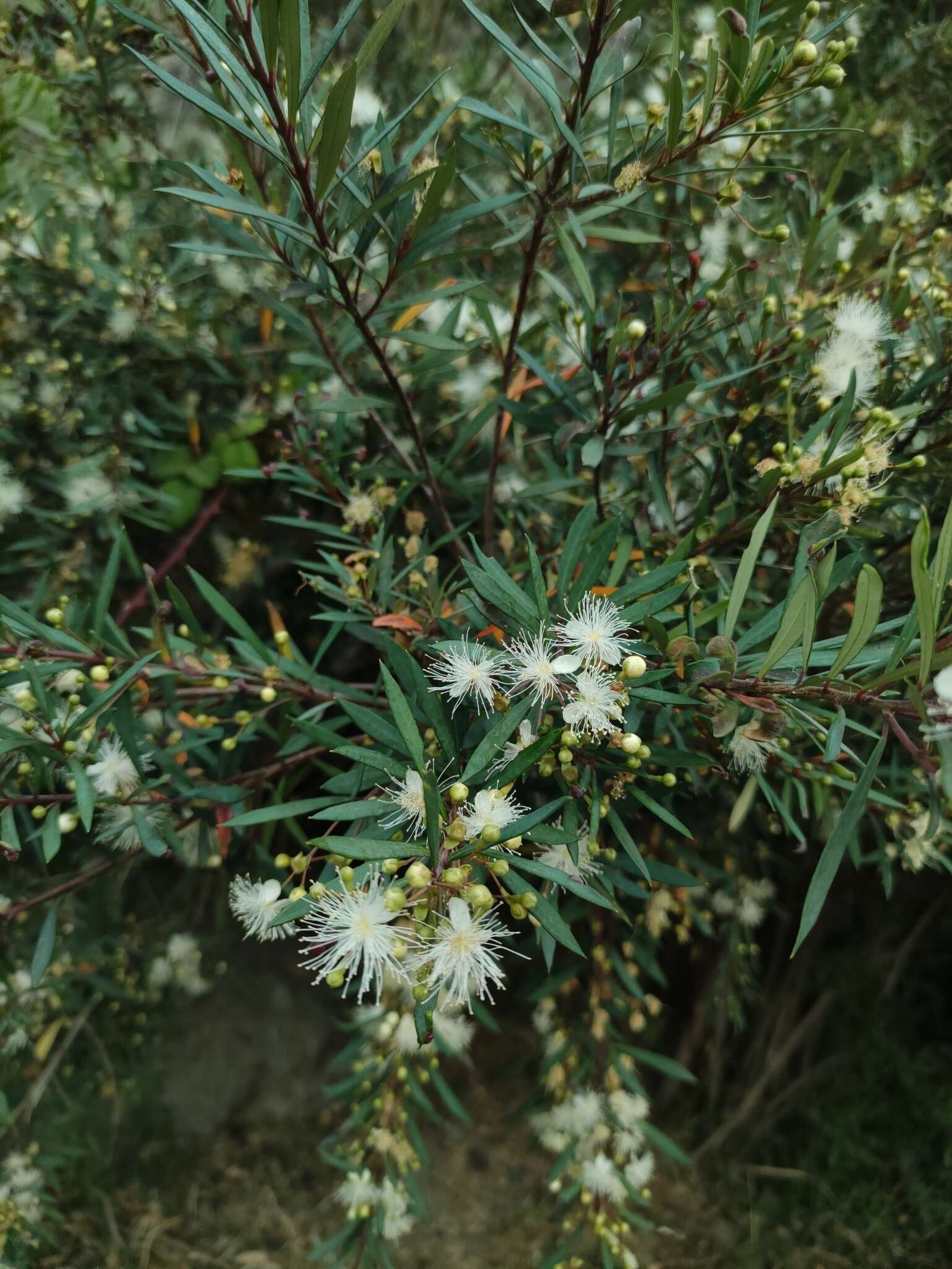 Myrceugenia lanceolata (Juss. ex Jaume St.-Hil.) Kausel resmi