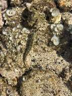 Image of Hump-headed Blenny