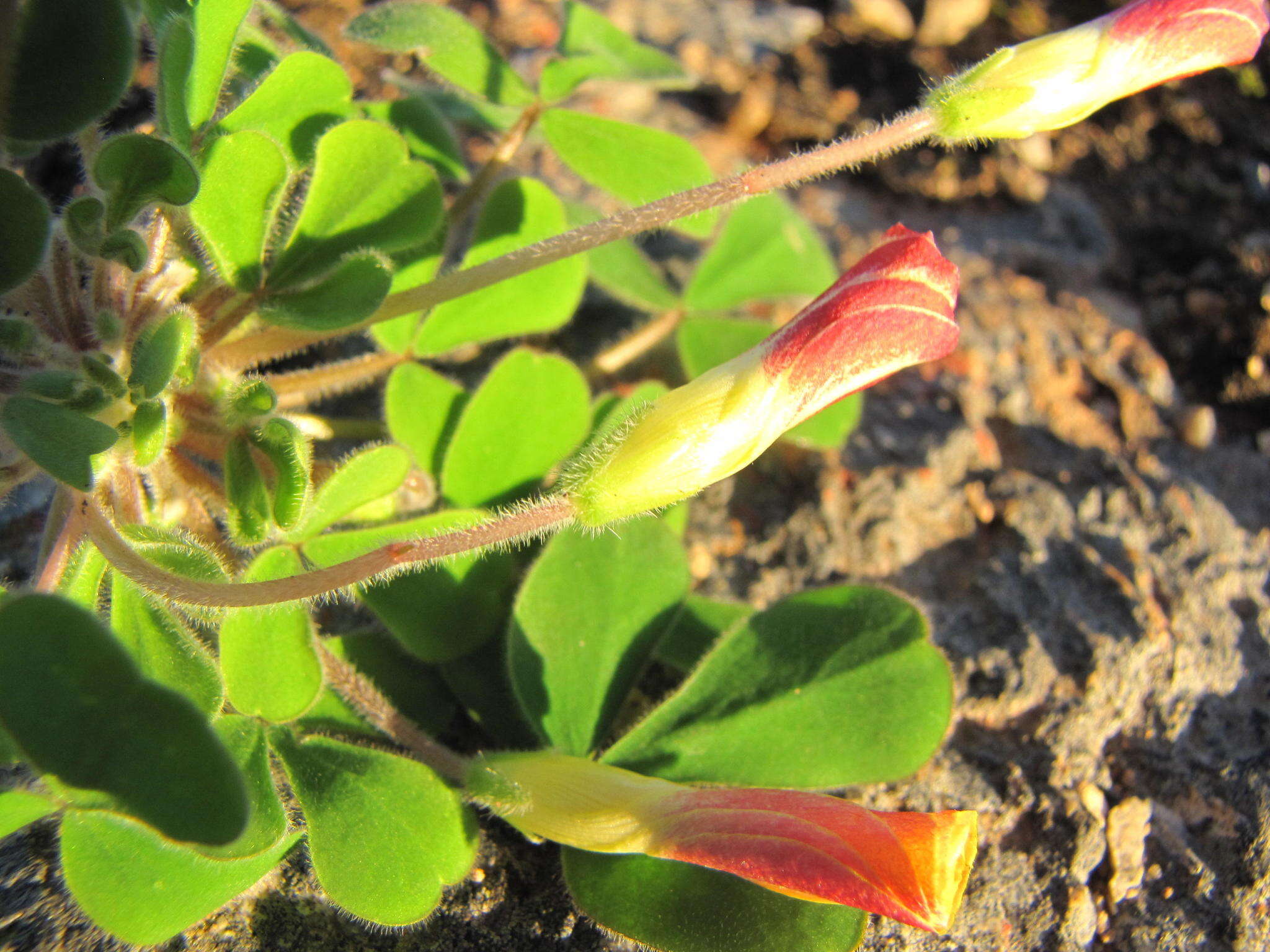 Image of Oxalis ambigua Jacq.