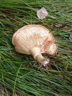 Image of Fenugreek milkcap