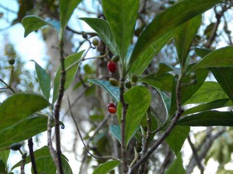 Image of Bahama Wild Coffee