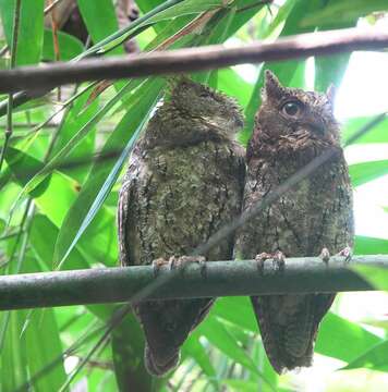 Image of Sulawesi Scops Owl