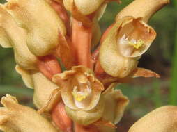 Image of Tall Gastrodia