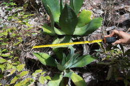 Слика од Agave maximiliana var. maximiliana