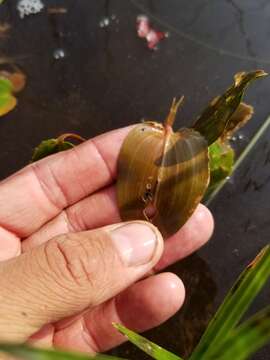 Image of Spotted Pondweed