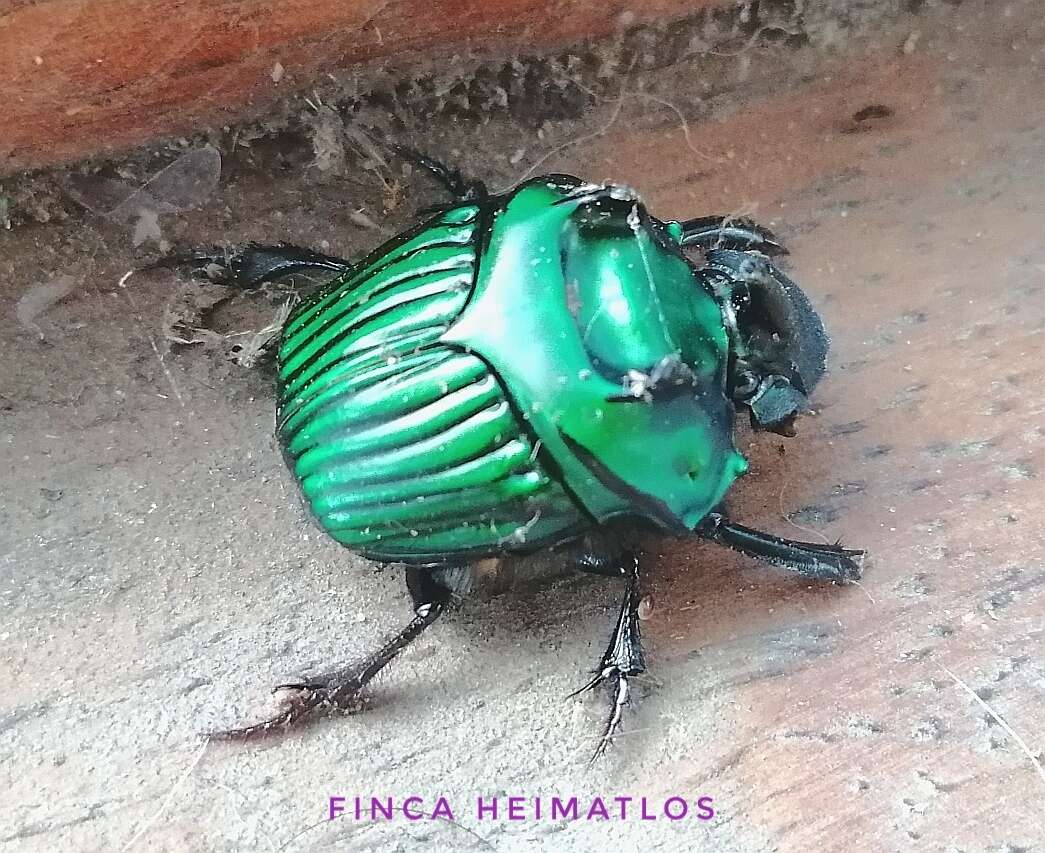 Image of Green Devil Beetle