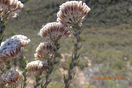 Image of Pretty Blombush
