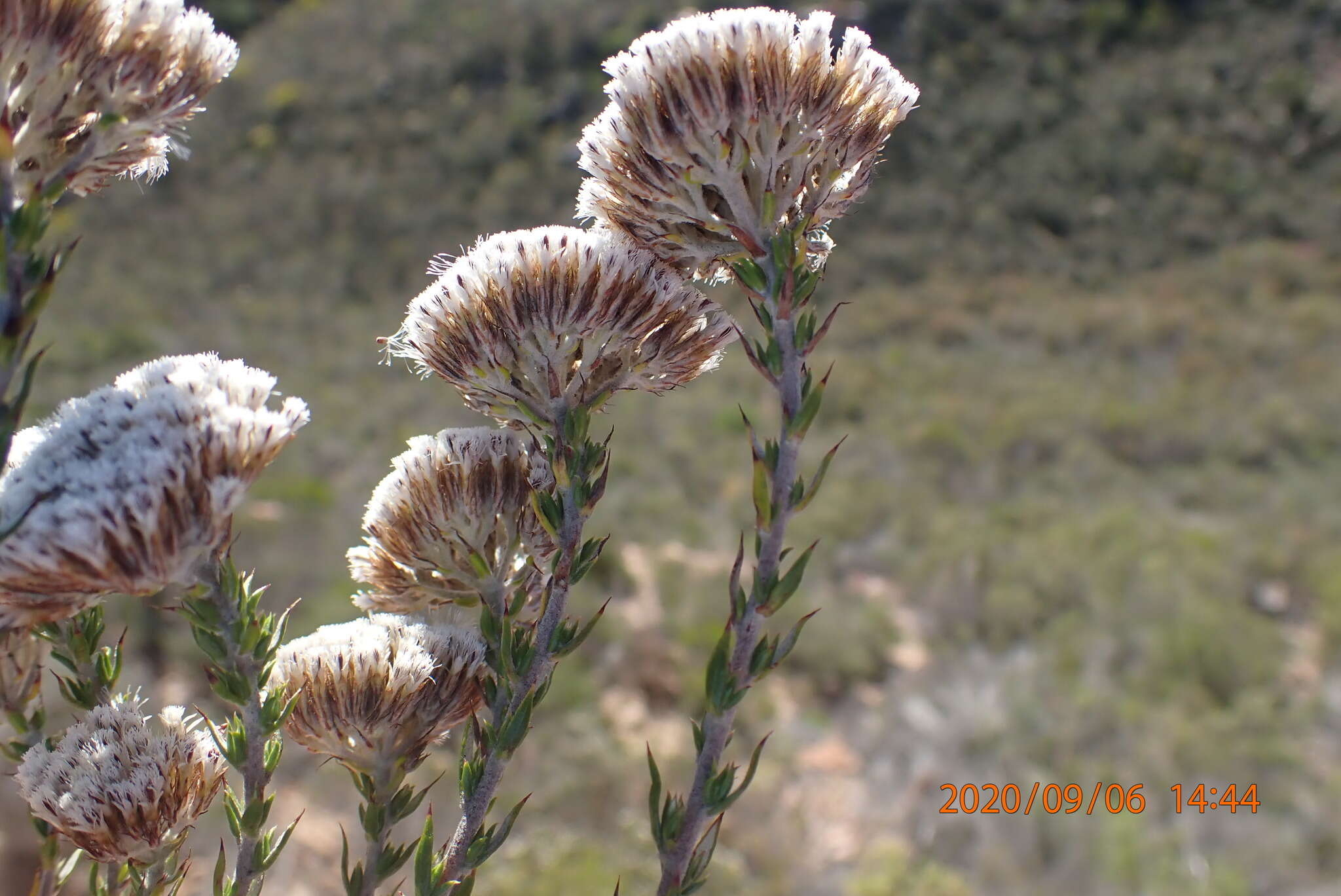 Image of Pretty Blombush