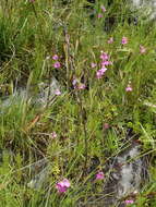 Image of Disa racemosa L. fil.