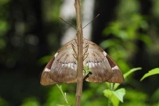 Image of Telchin atymnius