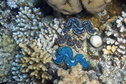 Image of Small giant clam