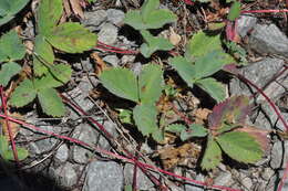 Sivun Fragaria cascadensis K. E. Hummer kuva