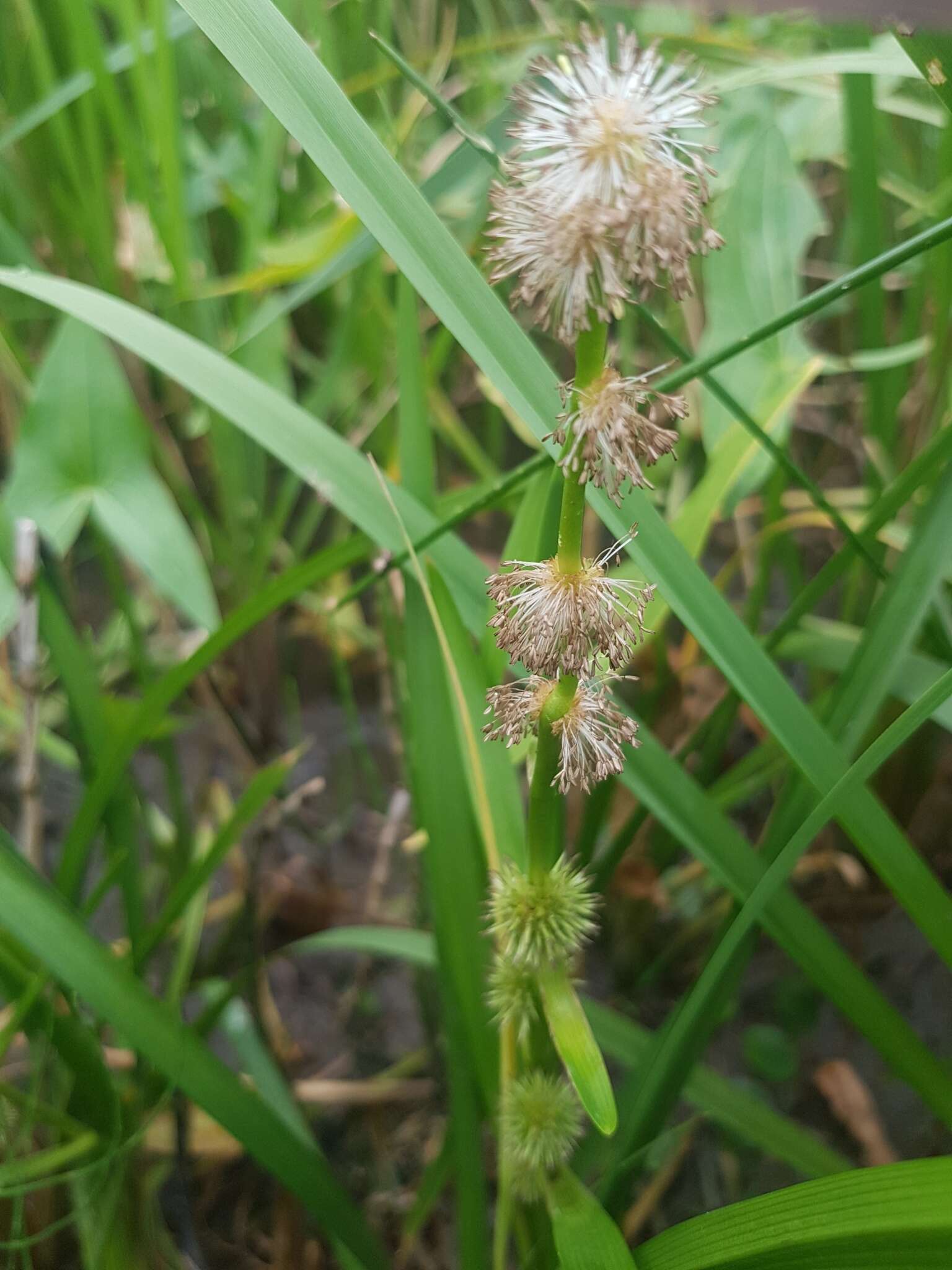 Image of European bur-reed