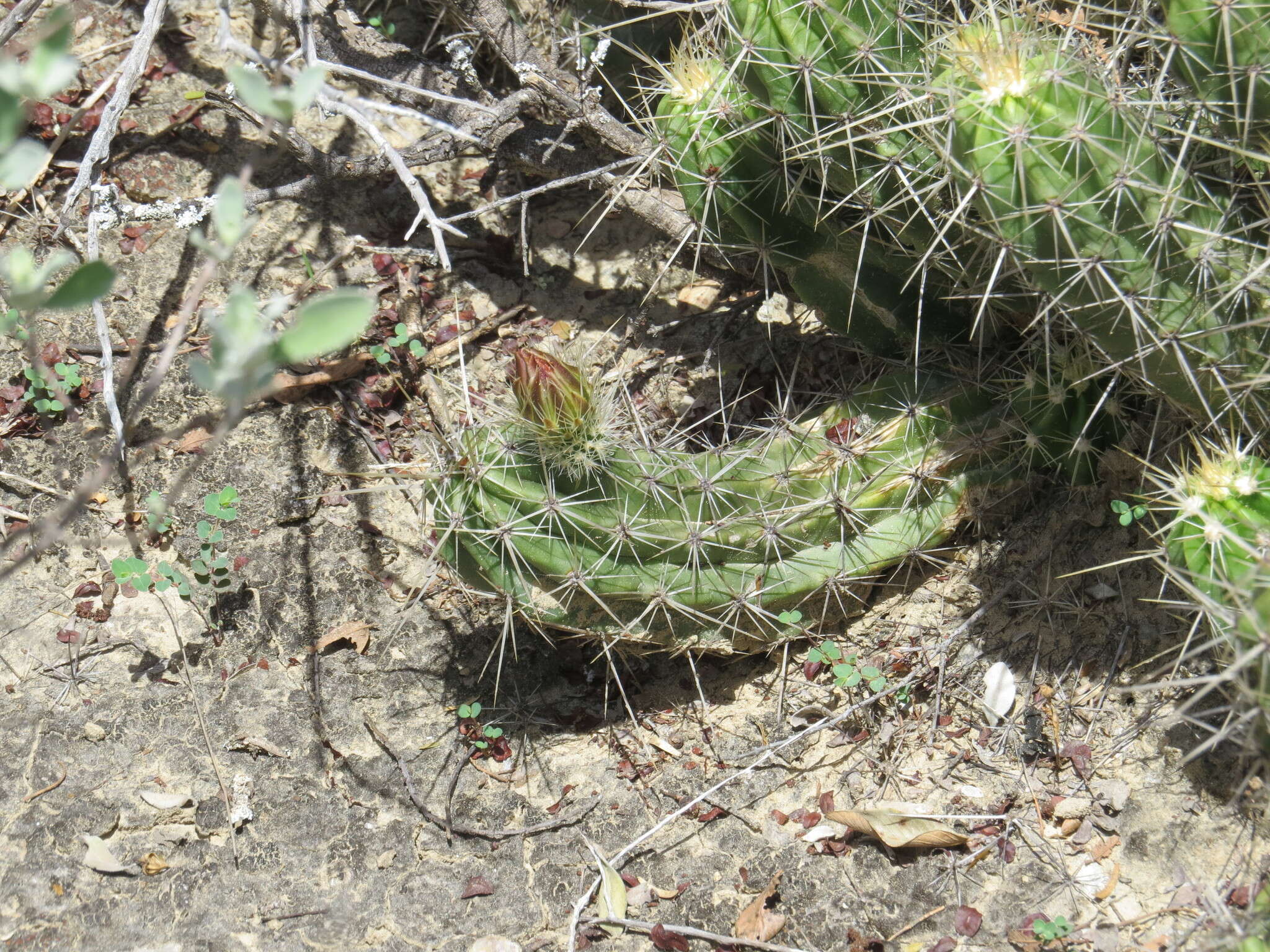 Image de Echinocereus enneacanthus Engelm.