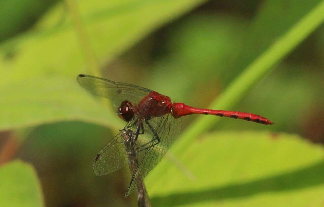 Image of Ruby Meadowhawk