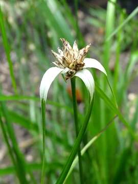 صورة Rhynchospora floridensis (Britton ex Small) H. Pfeiff.