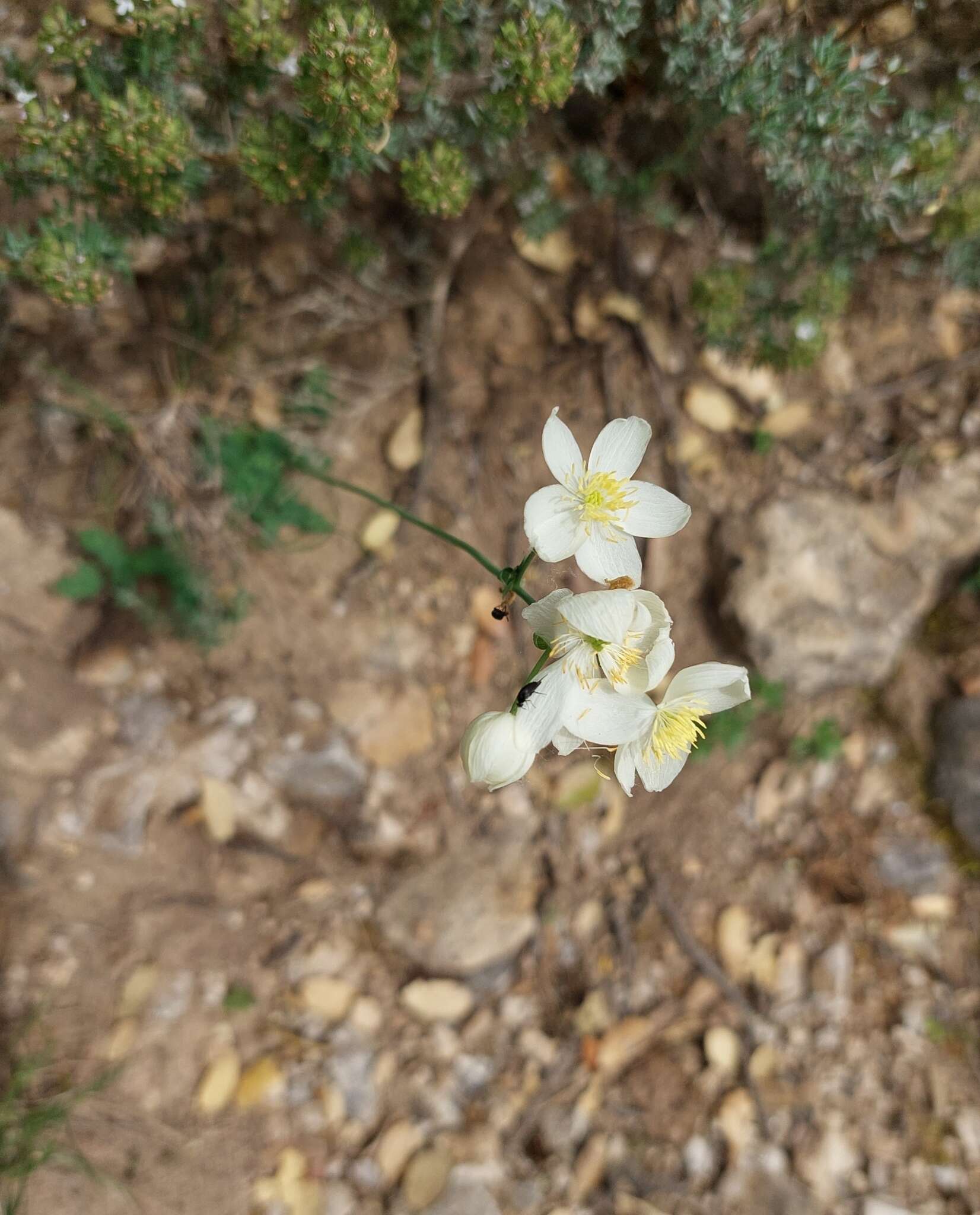 Imagem de Thalictrum tuberosum L.