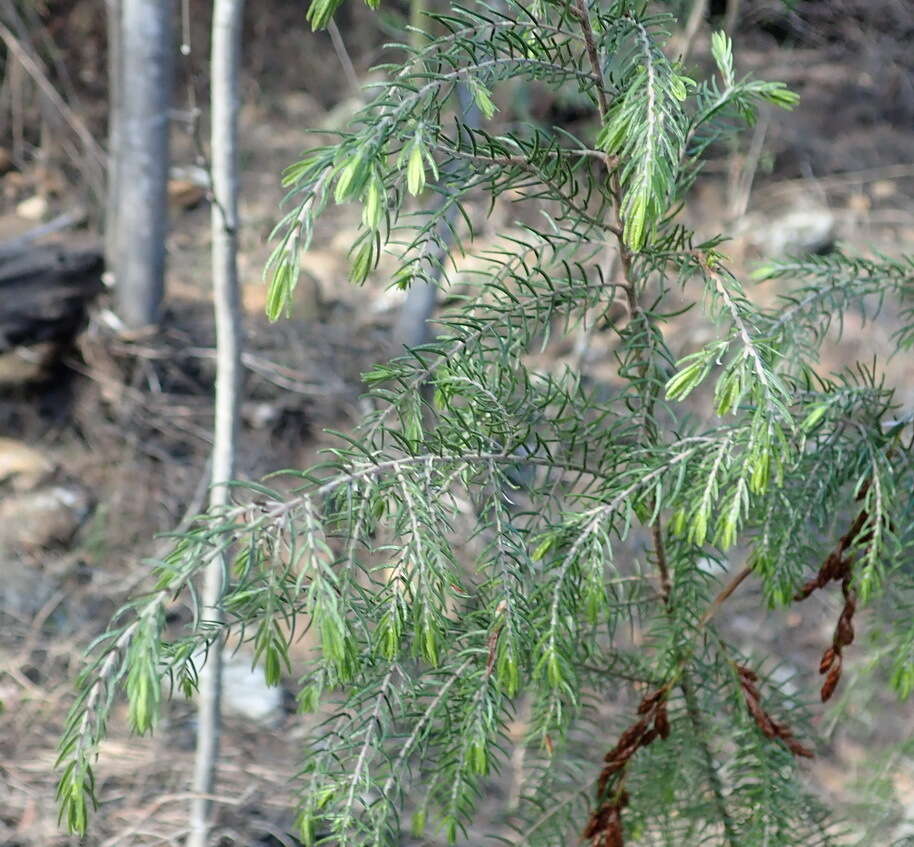 Image of Passerina falcifolia C. H. Wright