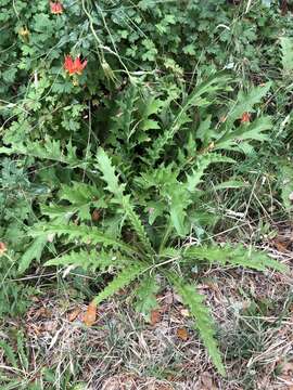 Image of Vasey's thistle