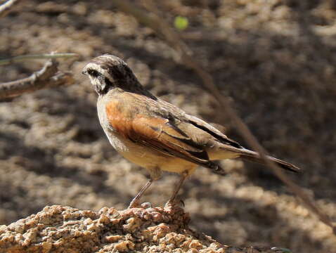 Emberiza capensis bradfieldi (Roberts 1928)的圖片