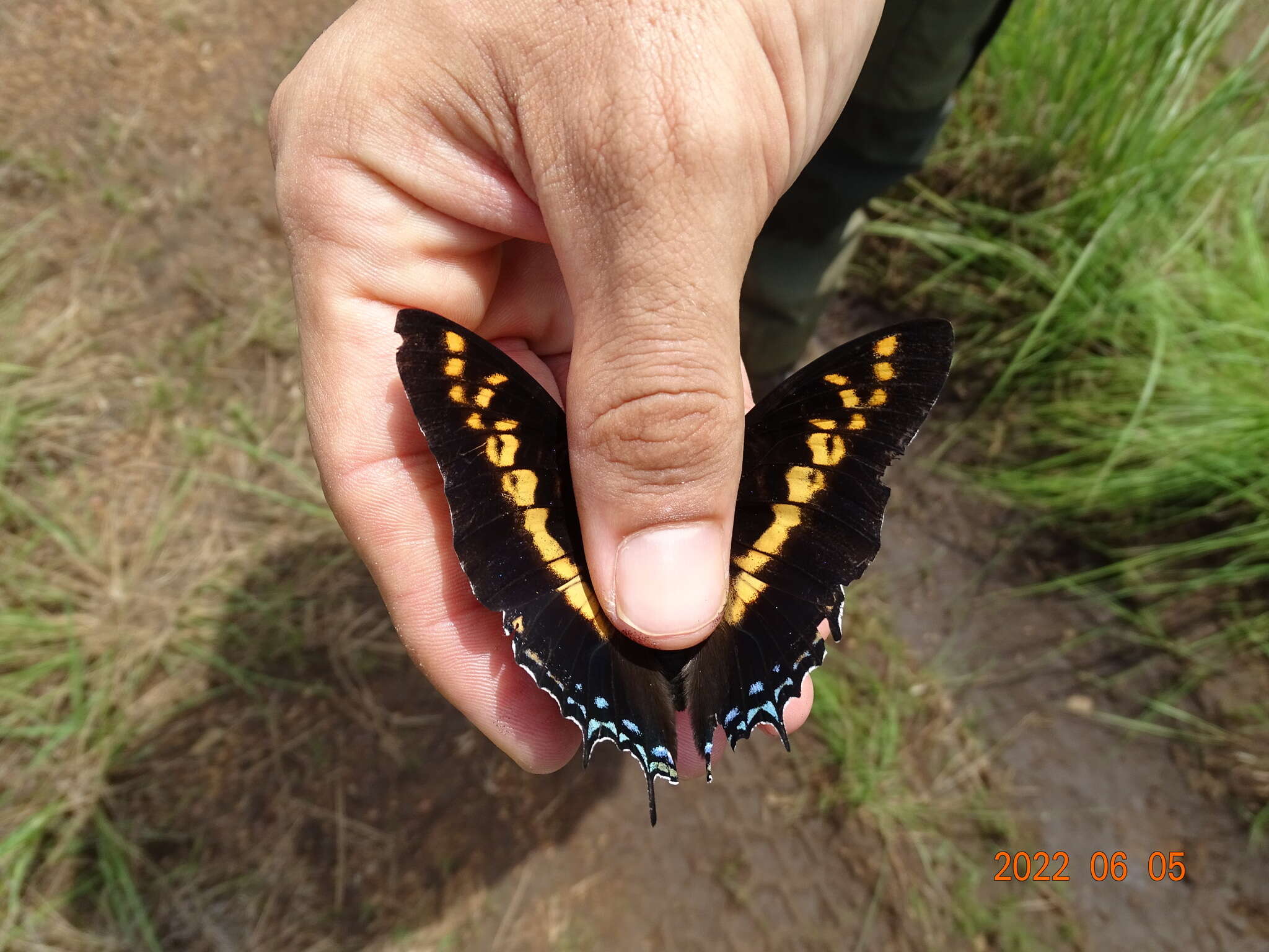 Image of Charaxes castor