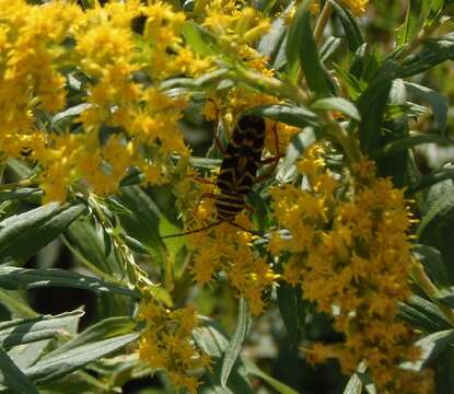 Image of Locust Borer