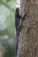 Agama mucosoensis Hellmich 1957 resmi