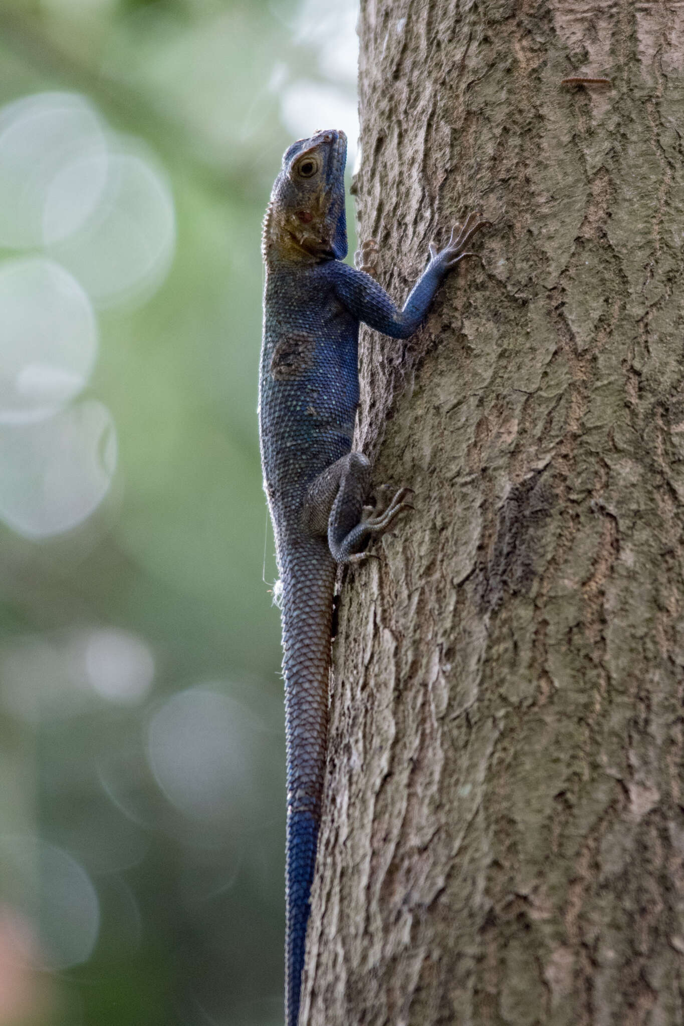 Agama mucosoensis Hellmich 1957 resmi