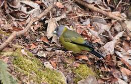 Image of Collared Grosbeak