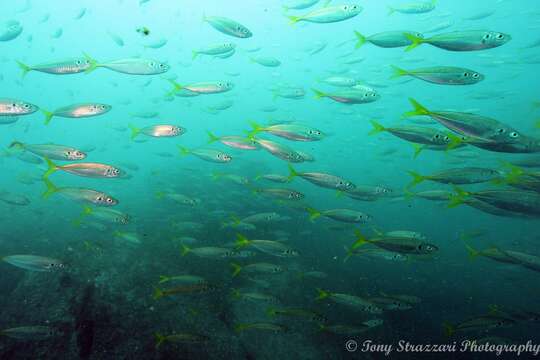 Image of Yellowtail horse mackerel