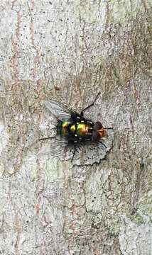 Image of Amenia chrysame (Walker 1849)