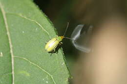 Image of Northern Corn Rootworm