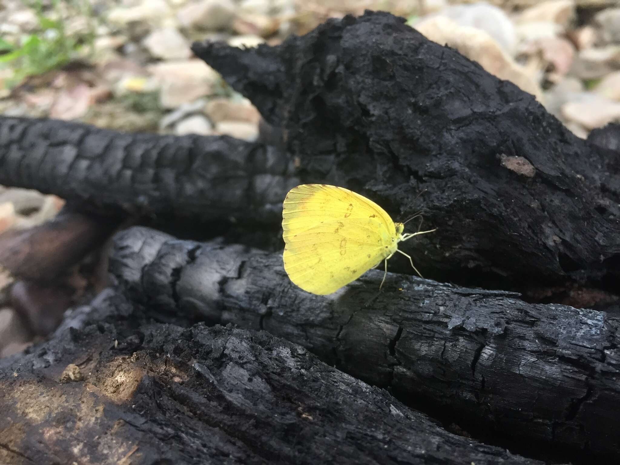 Image of <i>Eurema blanda arsakia</i>