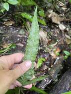 Image of arrowhead maiden fern