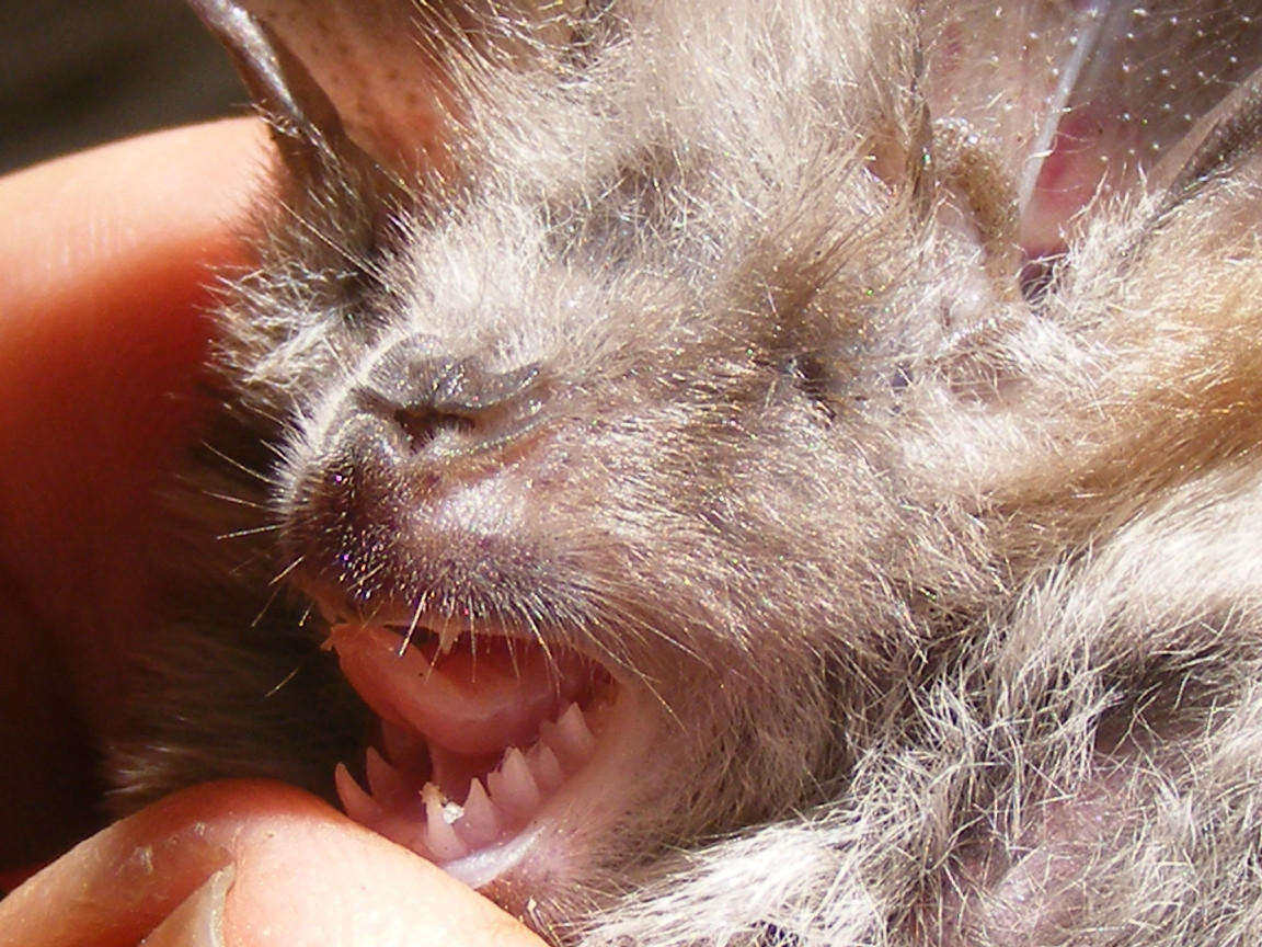 Image of Cape Long-eared Bat