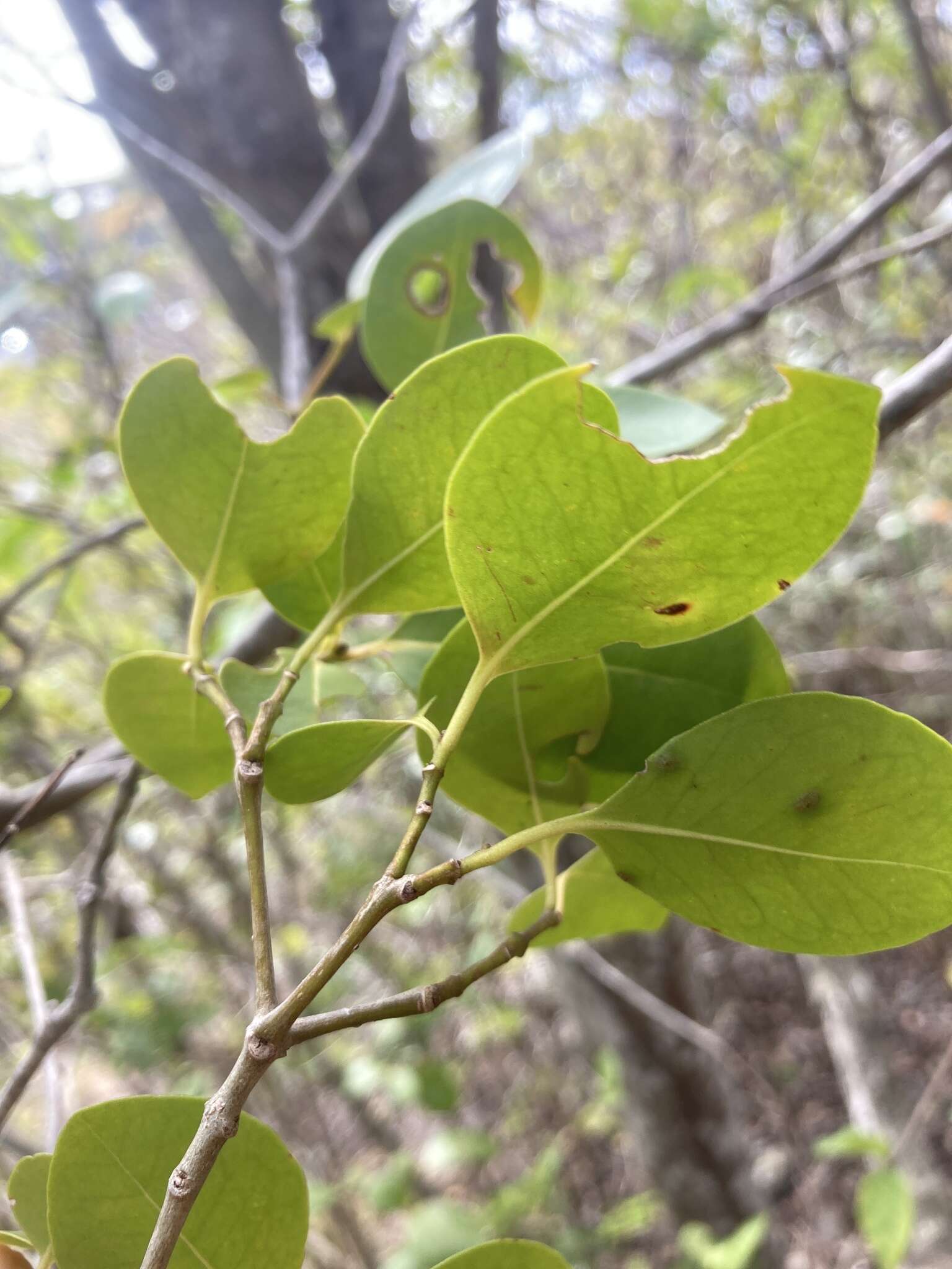 Image of black mampoo