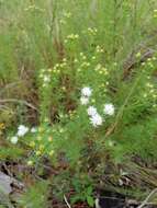 Dalea pinnata var. pinnata resmi