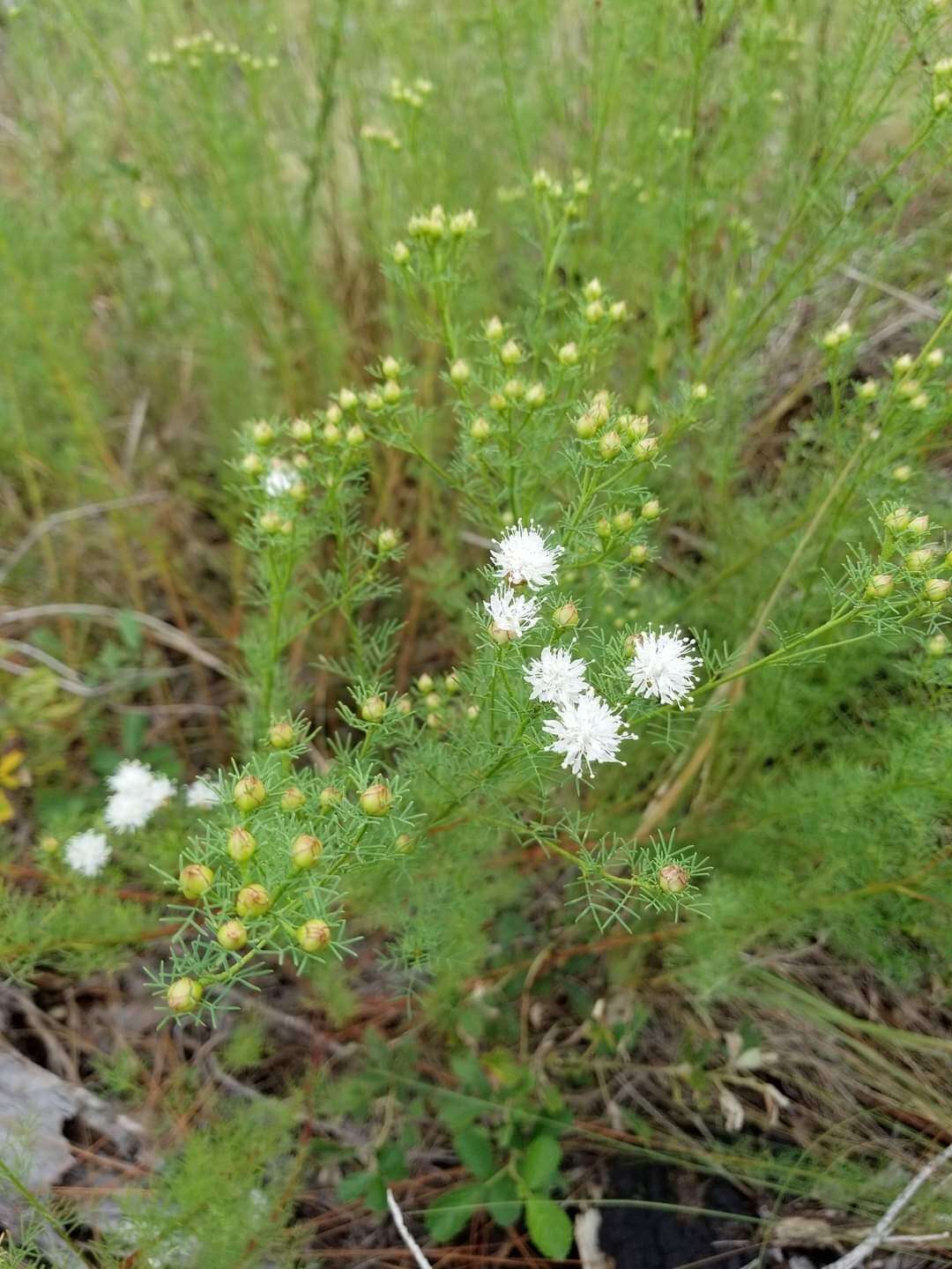 Dalea pinnata var. pinnata resmi