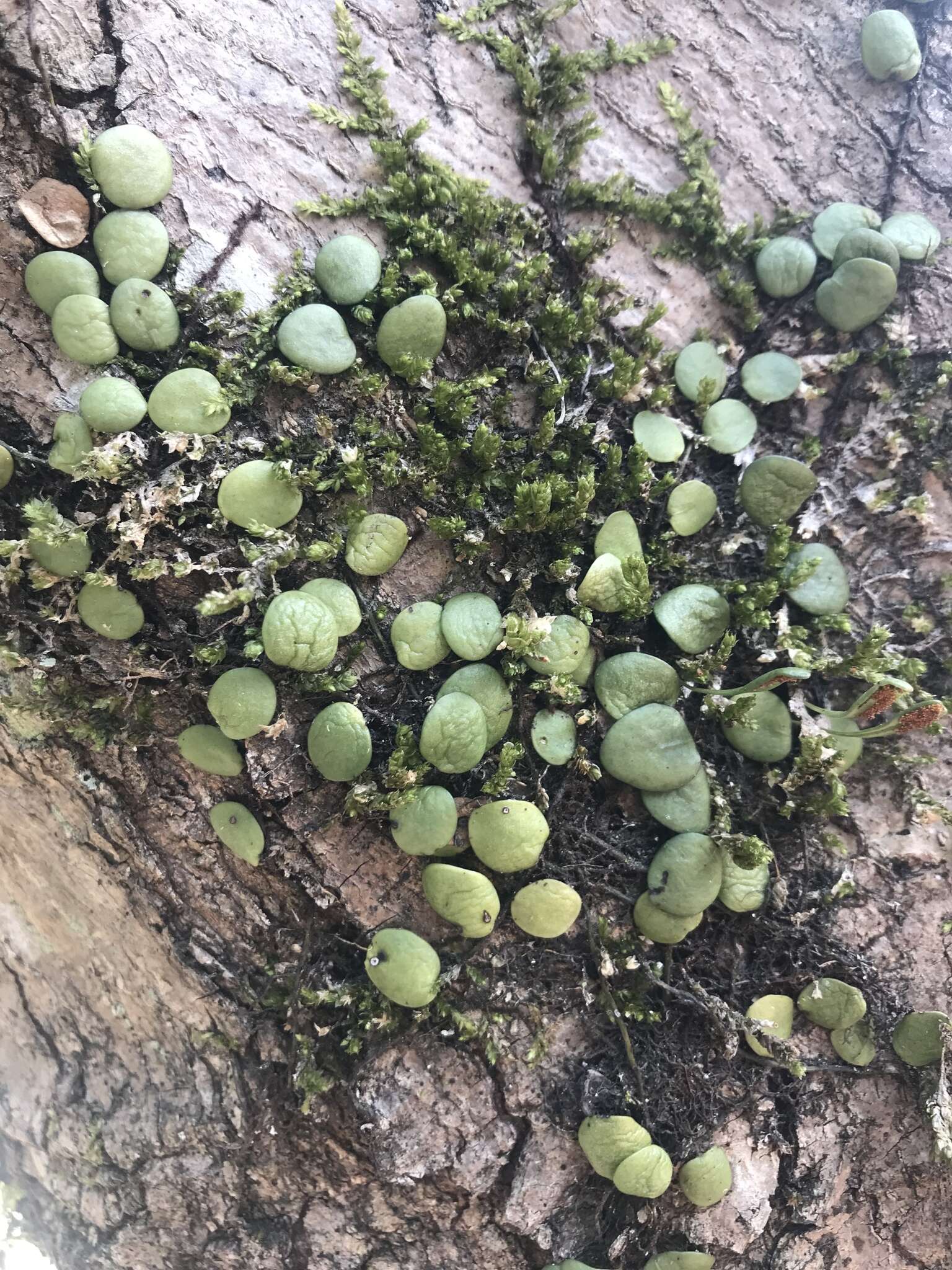 Image of Lemmaphyllum microphyllum C. Presl