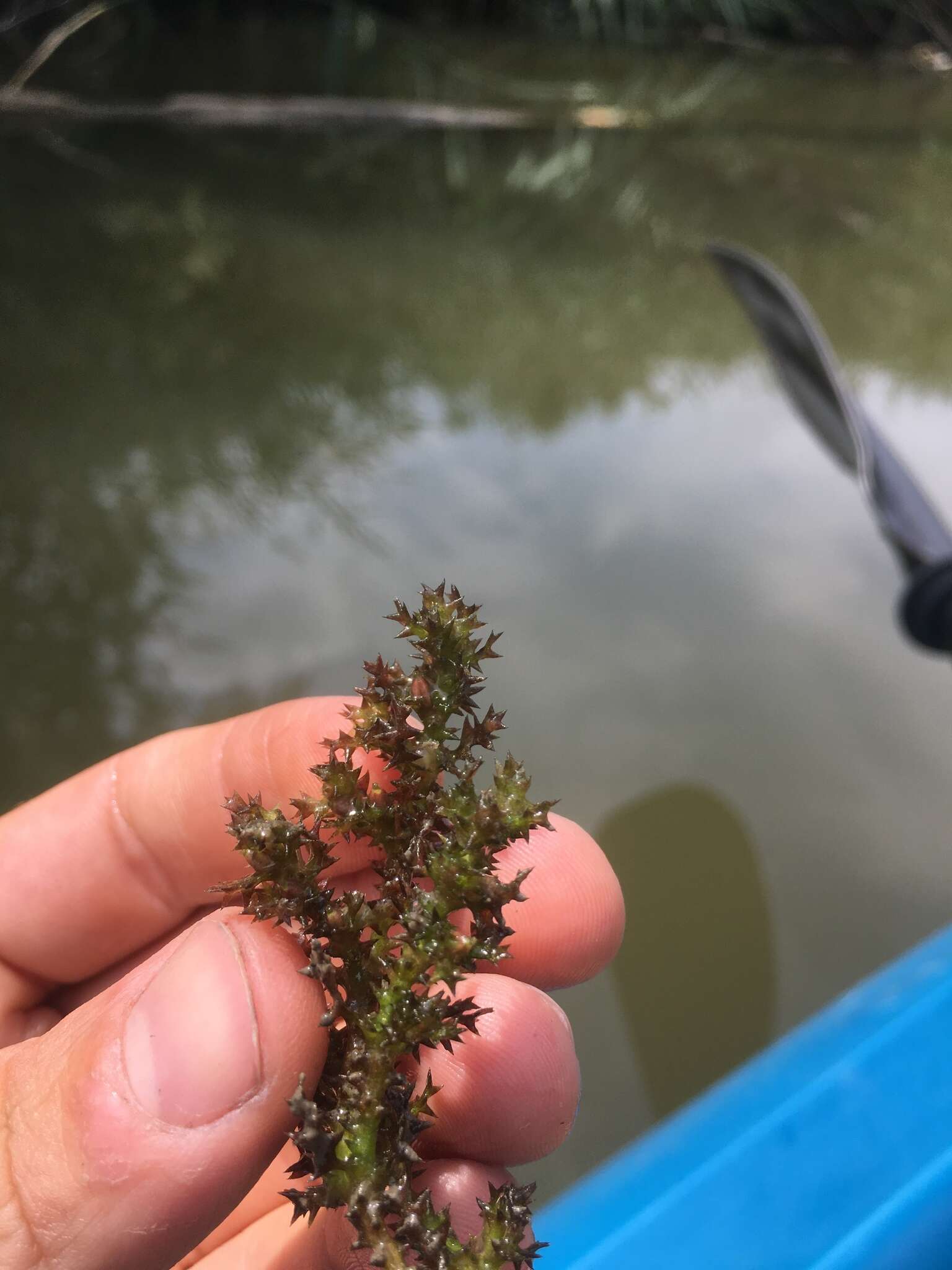 Image of Holly-leaved Naiad